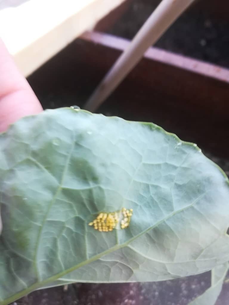 Æg af Stor Kålsommefugl (Pieris brassicae) på Broccoli (Brassica oleracea var. italica) i min lille byhave. Hunnen kan lægge op til 100 æg på samme plante. Disse planter var ikke store nok til at huse så mange individer. Her er ca. 45 æg. Billedet er taget juli 2018 i Brønshøj af Zelina Elex Petersen. Billedet er taget i juni 2018 af Zelina Elex Petersen.