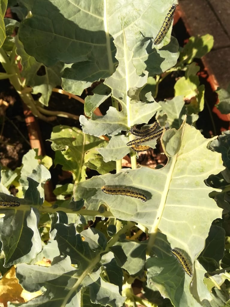 Larver af Stor Kålsommerfugl (Pieris brassicae) på Broccoli (Brassica oleracea var. italica) i min lille byhave. Jeg plantede Broccoli for at logge Stor Kålsommerfugl til, så jeg kunne studere dem. Det var smadder spændende, at se larverne udvikle sig. Jeg vil klart anbefale jer at plante værtsplanter, og nyde artens udvikling på tæt hold. Billedet er taget juli 2018 i Brønshøj af Zelina Elex Petersen. Beskyttelse af Stor Kålsommerfugl. Beskyttelse af Dagsommefugle. ildfugl.com