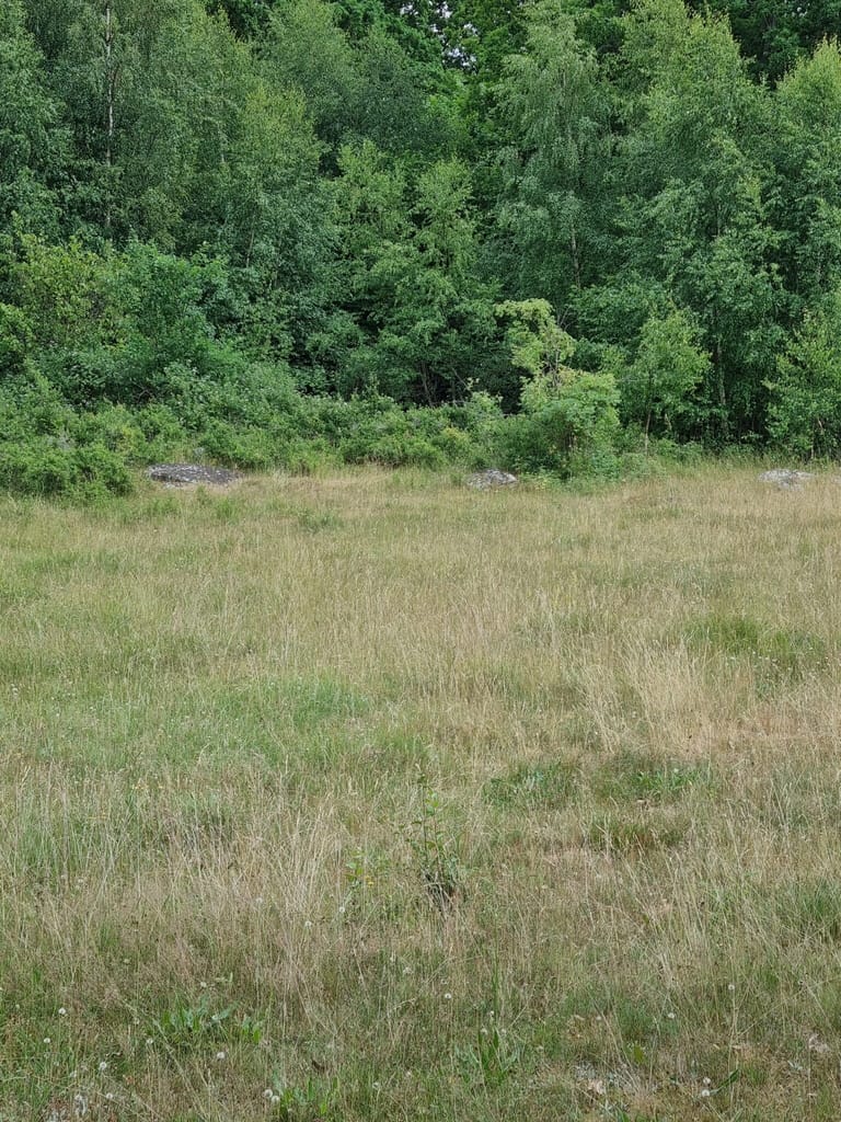 Foto 2: En god svensk lokalitet for Slåensommerfugl (Satyrium pruni) er Pruni Himmelriket, Skåne. Fotoet her er taget af Klaus Hermansen, den 25.06.2021. Læg mærke til kratformationen. Beskyttelse af Slåensommerfugl (Satyrium pruni). Ildfugl.com