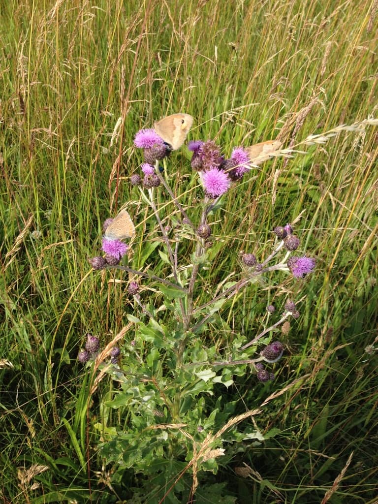Her ses en velbesøgt Agertidsel (Cirsium arvense) to hunner af Græsrandøje (Maniola jurtina) og en hun af Violetrandet ildfugl (Lycaena hippothoe). Billedet er taget den 8 juni 2018 på Baunelsletten af Zelina Elex Petersen. Beskyttelse af Græsrandøje. Beskyttelse af dagsommerfugle. Ildfugl.com.