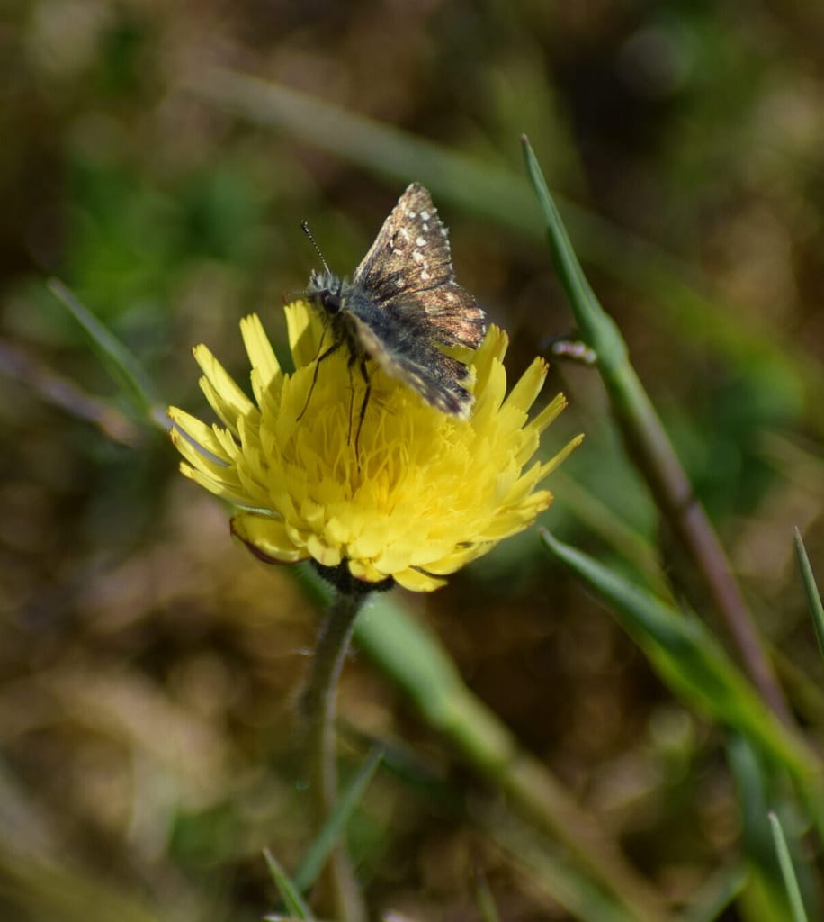Fransk Bredpande (Pyrgus armoricanus) på Røsnæs. En sjælden sommerfugl i Danmark. Ildfugl.com