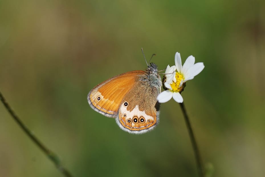 Foto1: Perlemorrandøje (Coenonympha arcania) taget af Klaus Hermansen, Västergötland, år 2021. Beskyttelse af Perlemorrandøje. ildfugl.com