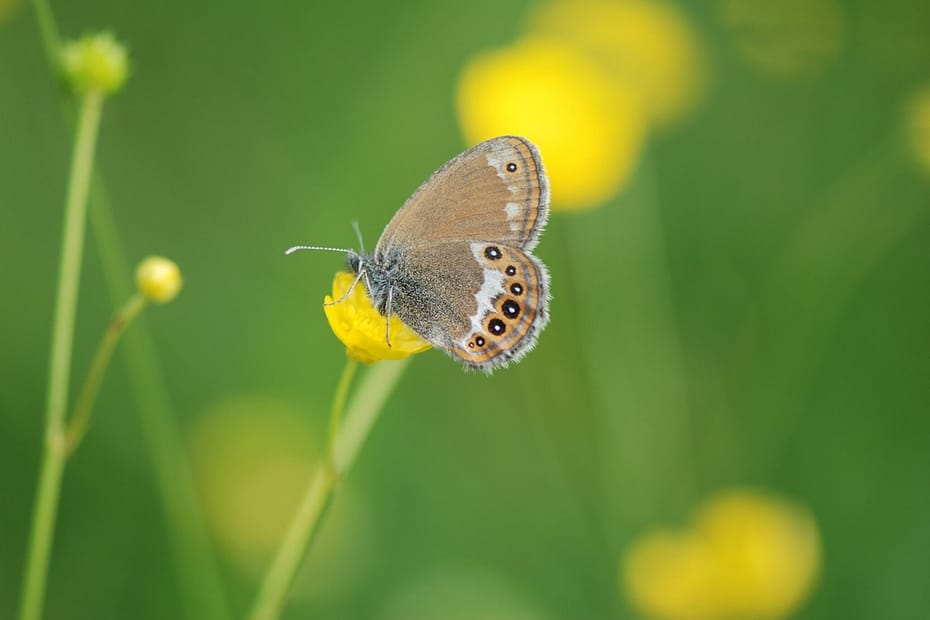 Foto1: Herorandøje (Coenonympha hero) taget af Klaus Hermansen, Värmland, den 26.6.2021. Beskyttelse af Herorandøje. Ildfugl.com