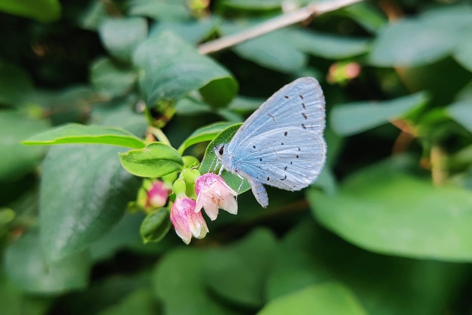 Skovblåfugl (Celastrina argiolus) på Snebær (Symphoricarpos sp.) i Bellahøjparken i Brønshøj. Foto: Zelina Elex Petersen, august 2021. Beskyttelse af Skovblåfugl. Ildfugl.com