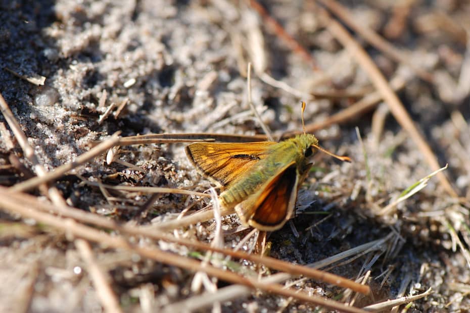 Foto: Kommabredpande (Hesperia comma) han. Foto af: Klaus Hermansen, Tusholm på det sydlige Læsø, år 2008.