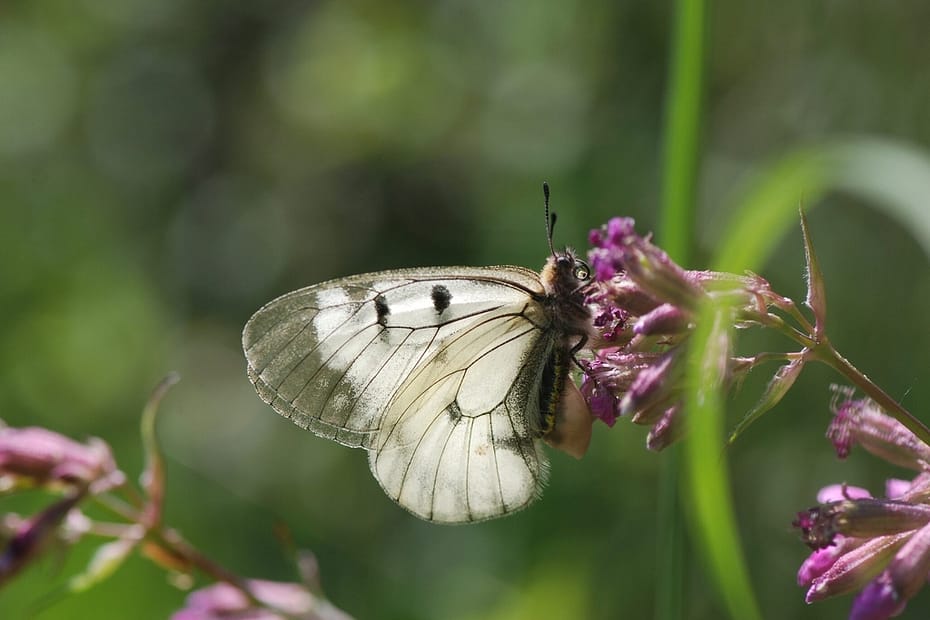 En hun af Mnemosyne (Parnassius mnemosyne). Billedet er taget af Klaus Hermansen i 2019 i Blekinge - Mnemosyne forvaltning - Forvaltning af Dagsommerfugle - Ildfugl.com.