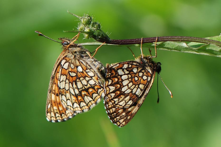 Mørk Pletvinge i parring. Forvaltning af Mørk Pletvinge (Melitaea diamina), forvaltning af dagsommerfugle, ildfugl.com.