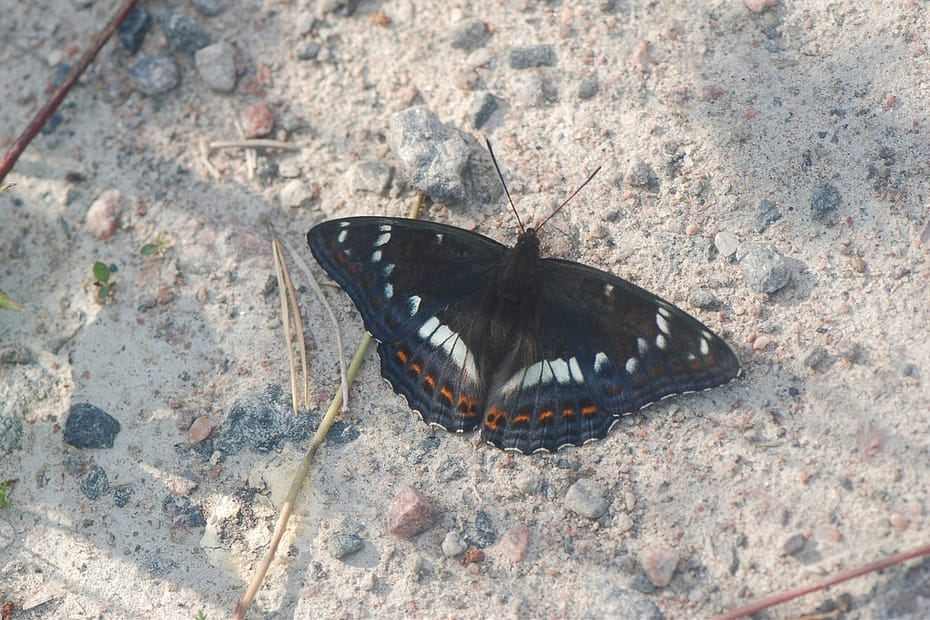 Foto 1: Poppelsommerfugl (Limenitis populi) set fra vingeoversiden. Den har af danske standarder været en stor Børge! Vingefanget er på 65 - 85 mm. Begge køn har en kokssort grundfarve med hvide pletter i forvingen og et hvidt bånd på bagvingen. Begge køn har også blå glans i vingerne. Poppelsommerfuglens kendetegn er de orangerøde, halvmåneformede pletter i bagvingens sømkant. Foto af Klaus Hermansen, Gävle i Gästrikland, Sverige, 25 juni 2022.