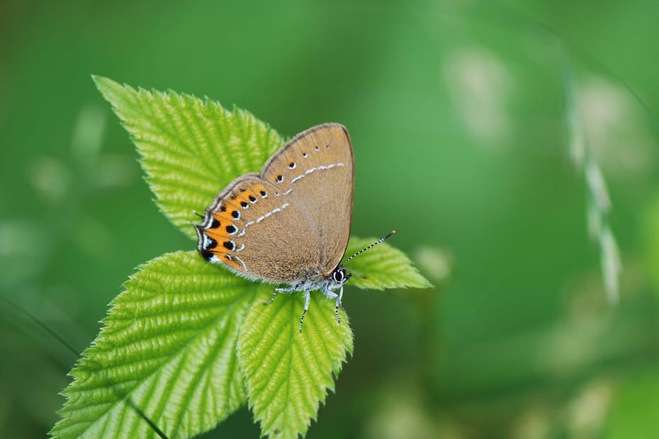 Foto 1: Slåensommerfugl (Satyrium pruni) taget af Klaus Hermansen, det nordlige Skåne, den 25.06.2021. Beskyttelse af Slåensommerfugl. Ildfugl.com