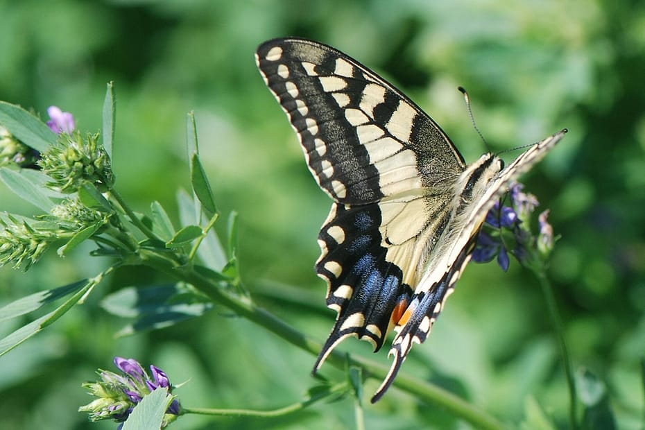 Svalehale (Papilio machaon Linnaeus) i sin karakteristiske lysegule farve, med netmønsteret på vingerne og de to "haler" som har givet arten sit navn. Svalehale forvaltning - Forvaltning af Dagsommerfugle - Ildfugl.com. Billedet er taget af Klaus Hermansen, på Kreta år 2014.