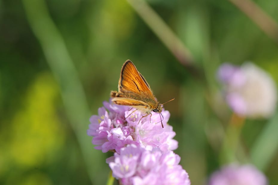 Vild med vilje/ biodiversitetshave? Alt du skal vide om Skråstregbredpande: Udbredelse, krav, pleje samt nektar- og værtsplanter med mere.