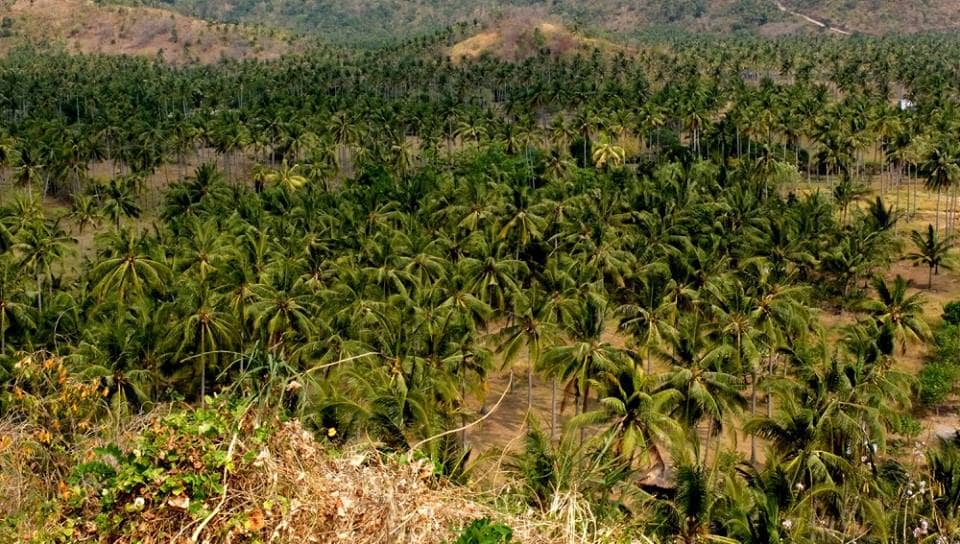 Palmeplatager skyder op i Indonesien og Malaysia. Her Brændes regnskov for at etablere plantagerne. Køberen af Palmeolien er især de vestlige lande - Her inkluderet Danmark. Fra Ildfugl.com, Blog, Hverdagsaktivisme, Pas på palmeolien i din mad. 