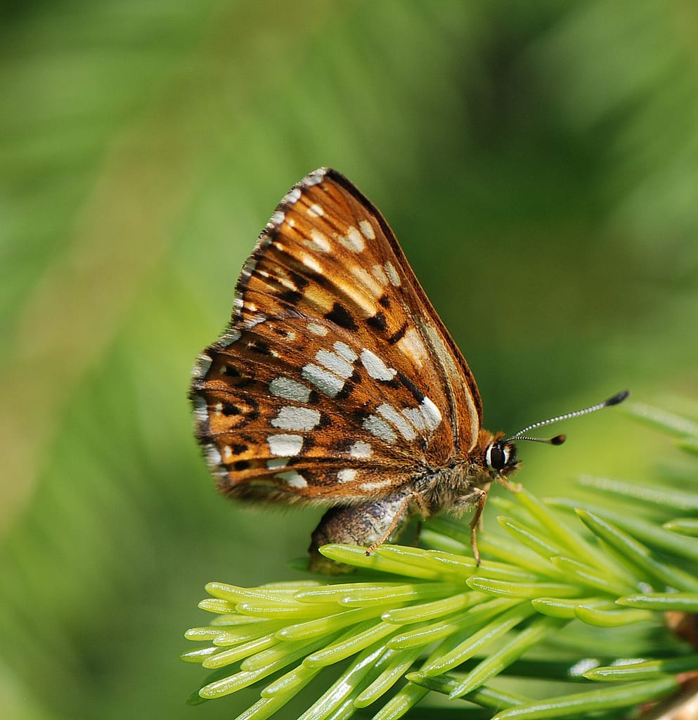 Terningsommerfugl på gran. Læg mærke til at der kan ses tre ben på siden. Detter er derfor en hun. Billedet er taget af Klaus Hermansen, ved Bäckebo i det nordlige Småland. Ildfugl.com - Forvaltning af dagsommerfugle - Terningsommerfugl forvaltning