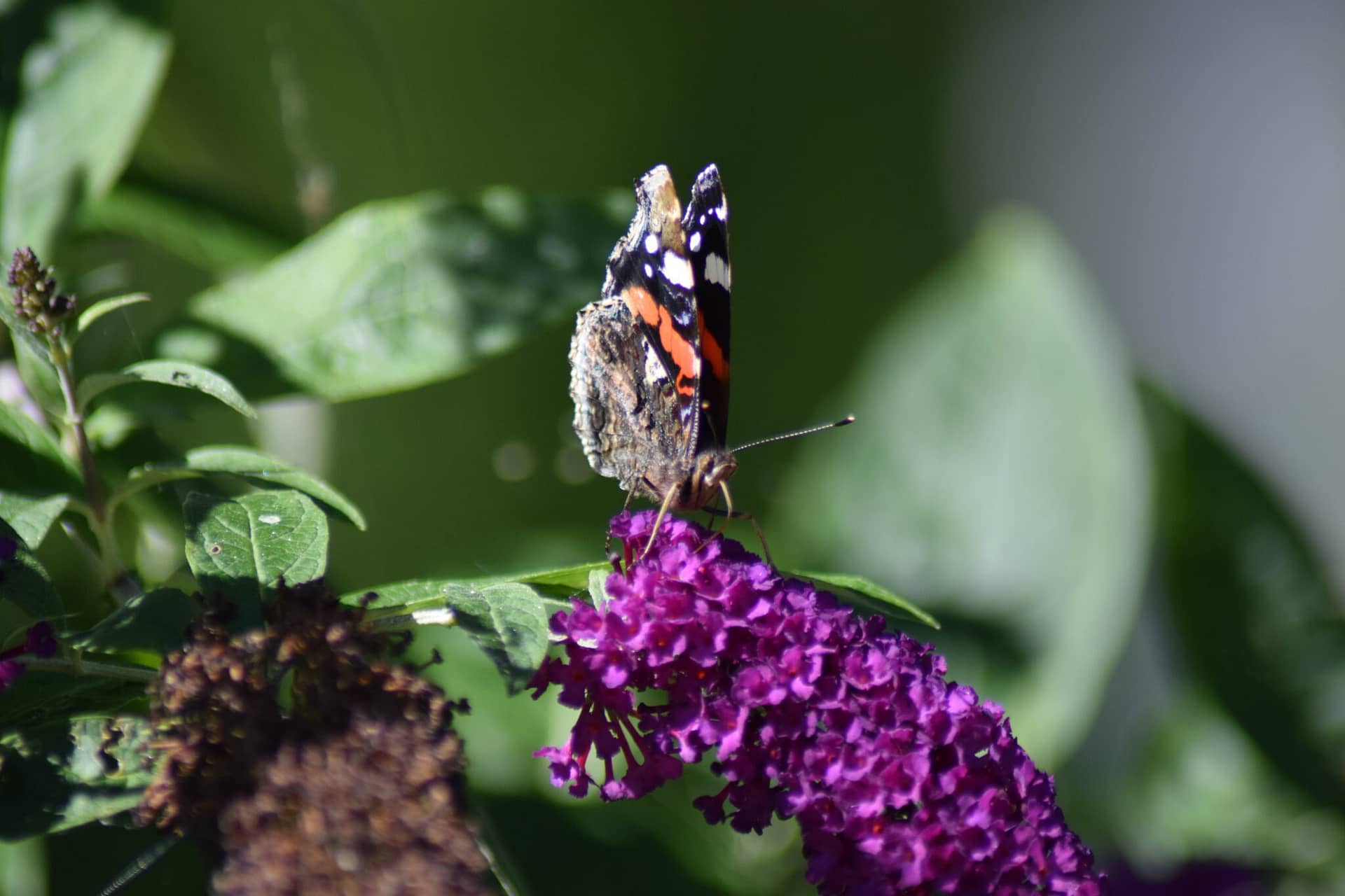 Beskyttelse af Admiral. Beskyttelse af dagsommerfugle. ildfugl.com