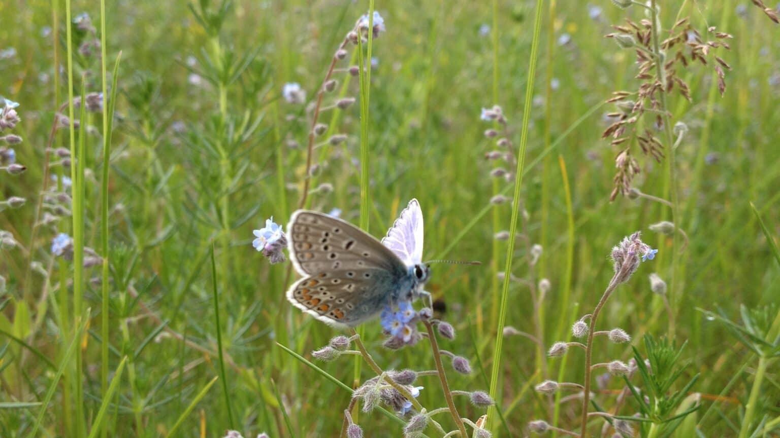 Han af Almindelig Blåfugl (Polyommatus icarus) på Forglemmigej (Myosotis sp.). Man kan kende hannen på den gråhvide underside, som man kan se her på billedet. Billedet er taget af Zelina Elex Petersen i juni 2017. Sommerfugleforvaltning, forvaltning af Almindelig Blåfugl, Ildfugl.com.