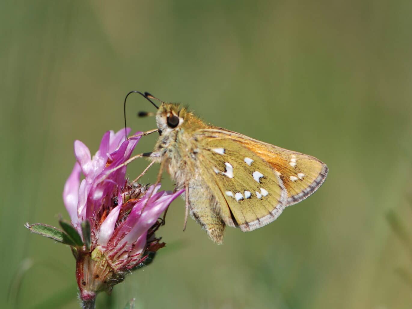 Kommabredpande set fra siden. Læg mærke til de grønlige undervingetoner og de flotte karakteristiske næsten sølvhvide pletter. Foto: Klaus Hermansen Tusholm på det sydlige Læsø, 2008.