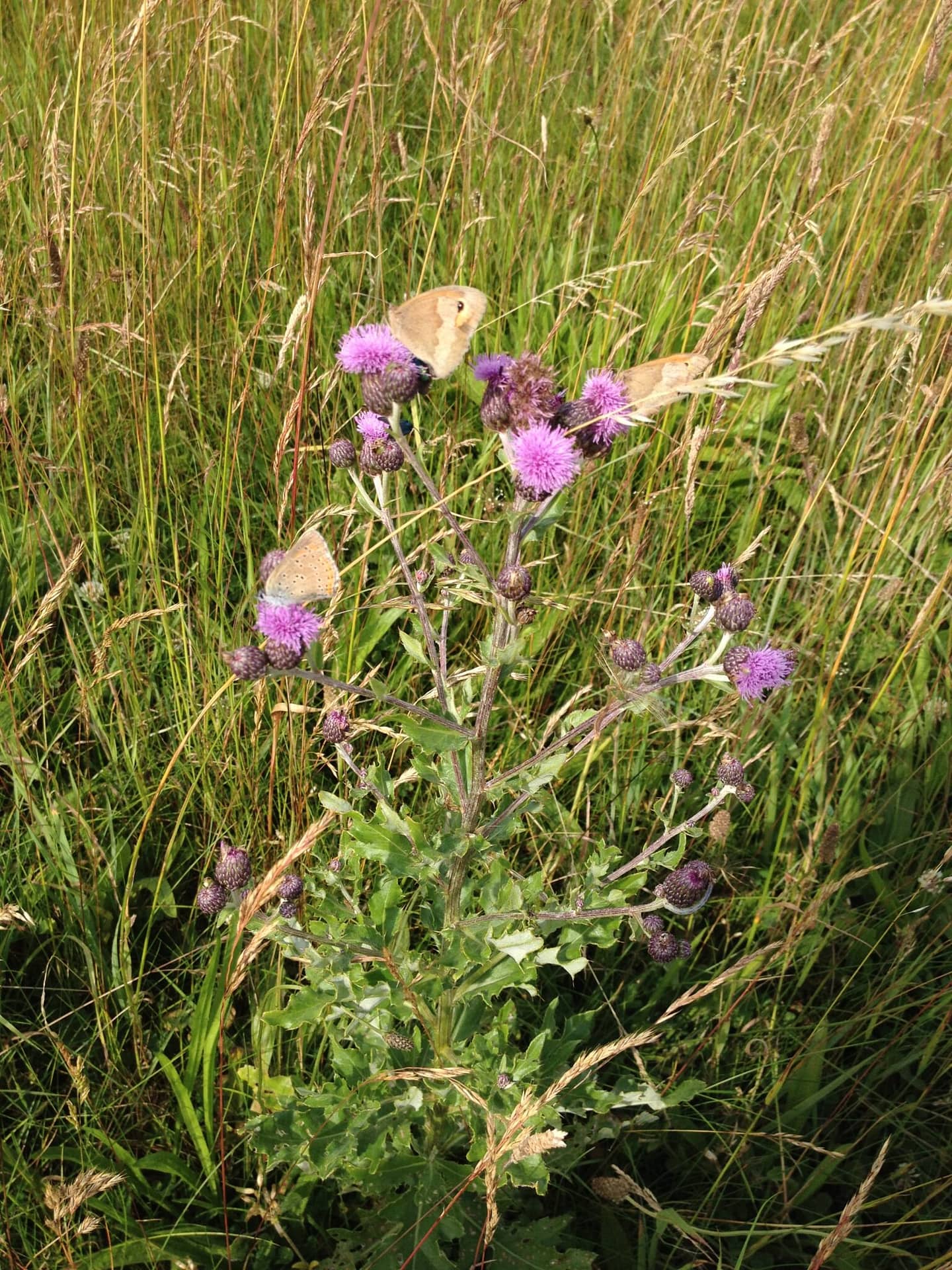 Her ses en velbesøgt Agertidsel (Cirsium arvense) to hunner af Græsrandøje (Maniola jurtina) og en hun af Violetrandet ildfugl (Lycaena hippothoe). Foto af Zelina Elex Petersen. Ildfugl.com.